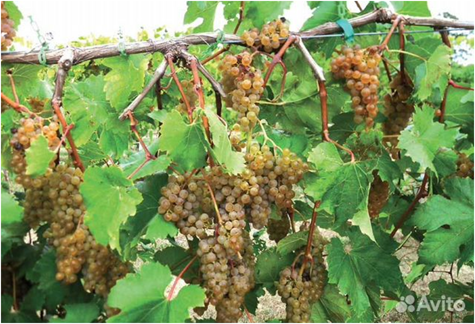 Виноград сорт айтаска. Виноград в минске светлана. Виноград айтаска описание. Виноград сорт айтаска. Антракноз гроздей винограда.